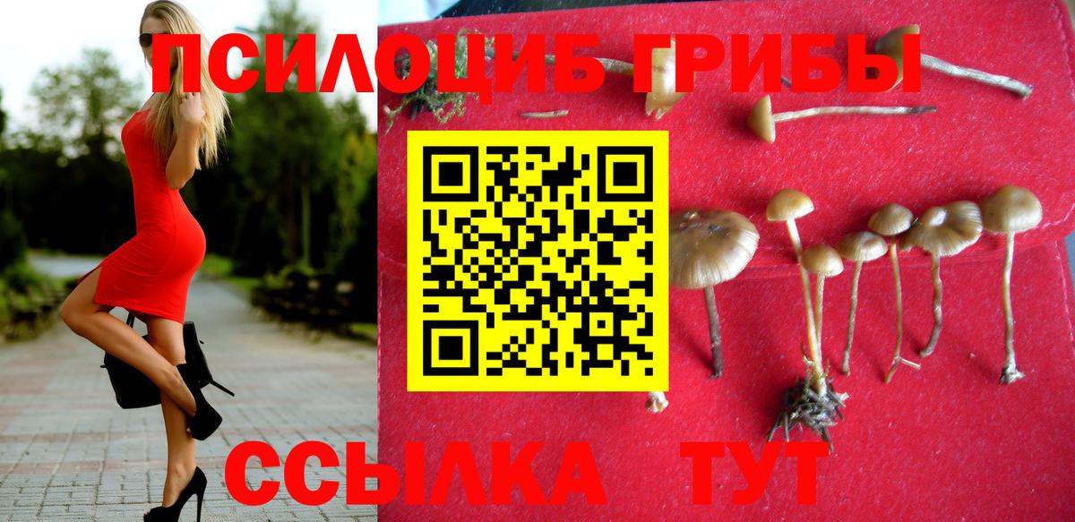 Рассказово  Галлюциногенные грибы Psilocybine cubensis  Вход с VPN 